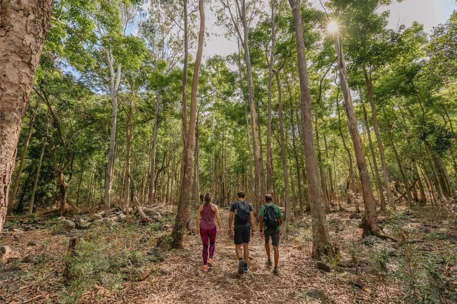 Mauritius: Black River Gorges National Park 3-Hour Hike - Plants, animals, and the value of a local guide