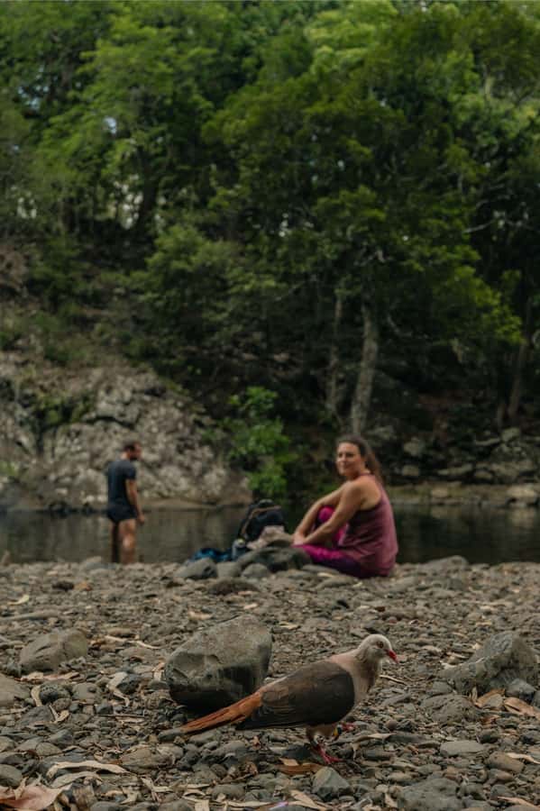 Mauritius: Black River Gorges National Park 3-Hour Hike - What $64 buys you