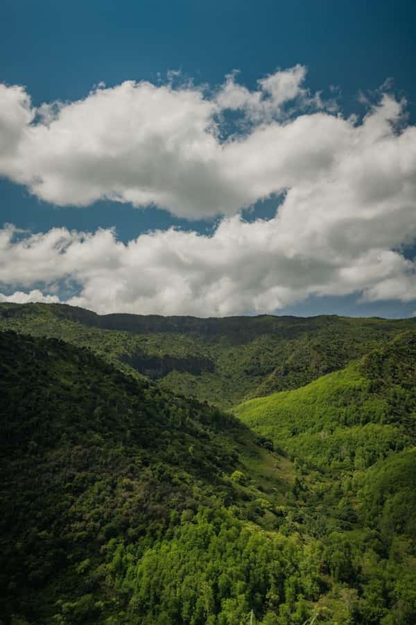 Mauritius: Black River Gorges National Park 3-Hour Hike - Walking through Mauritiuss primary forest