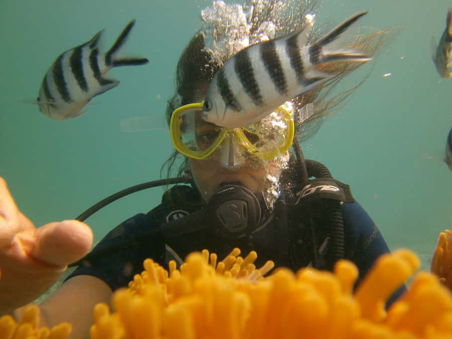 Mauritius: East Belle Mare Scuba Diving Tour - Coral, fish, octopus, and shipwrecks