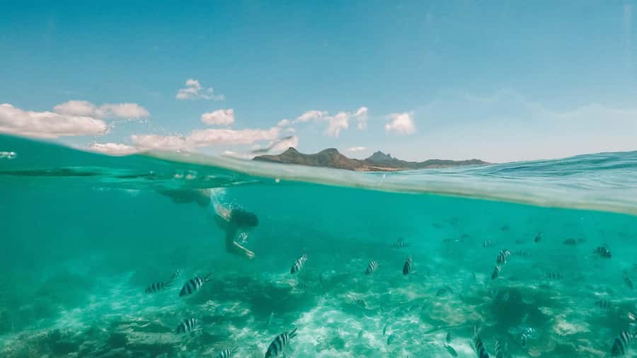 Mauritius: Full-Day Speedboat Tour to Ile aux Cerfs & BBQ - Île aux Aigrettes and the starfish pool