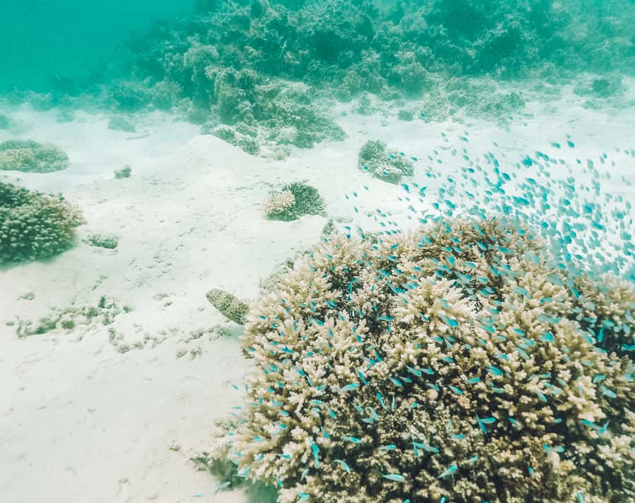Mauritius: Full-Day Speedboat Tour to Ile aux Cerfs & BBQ - Who should book this Mauritius boat tour?