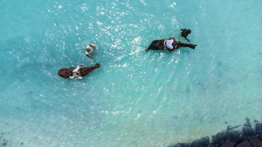 Mauritius: Horseback riding on the beach - Starting at Legasea Stables