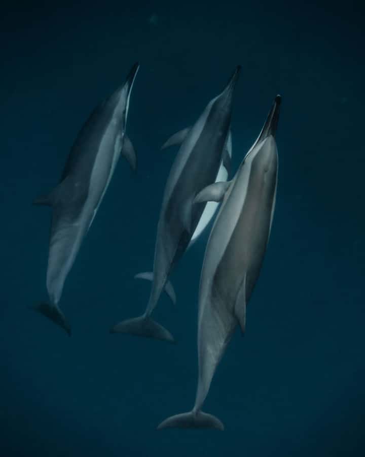 Mauritius Le Morne: Eco-Friendly Dolphin Watching Tour - Why the early morning departure is worth it