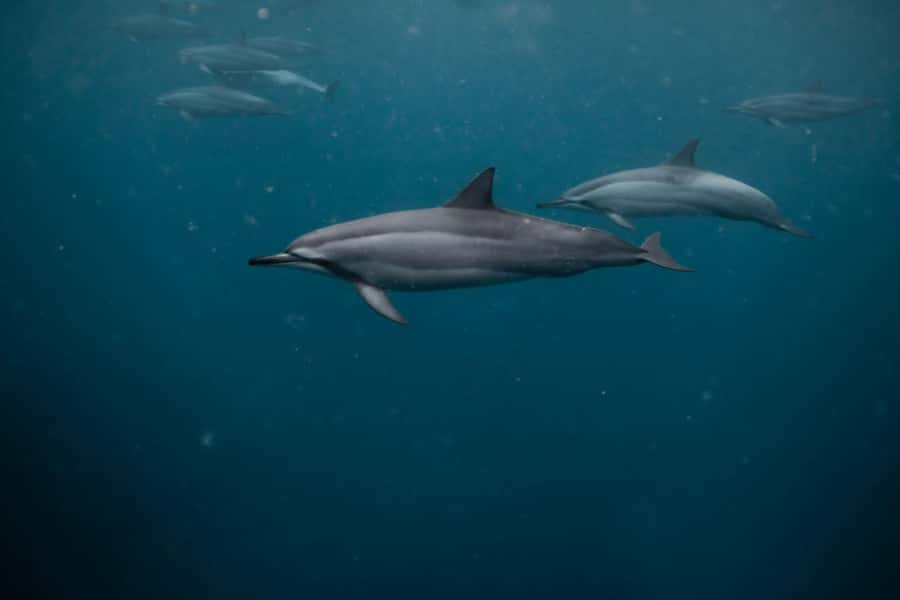 Mauritius Le Morne: Eco-Friendly Dolphin Watching Tour - What swimming with the dolphins is really like