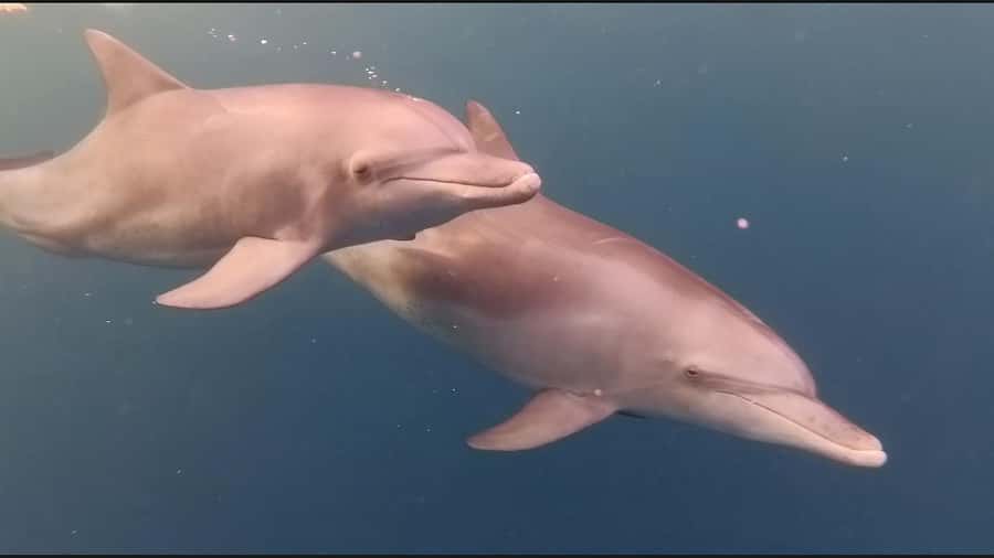 Mauritius Le Morne: Eco-Friendly Dolphin Watching Tour - Practical tips for making the trip better
