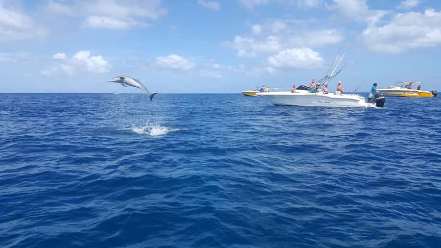 Mauritius: Ocean Swim with Dolphins - Starting early at Martello Tower Museum