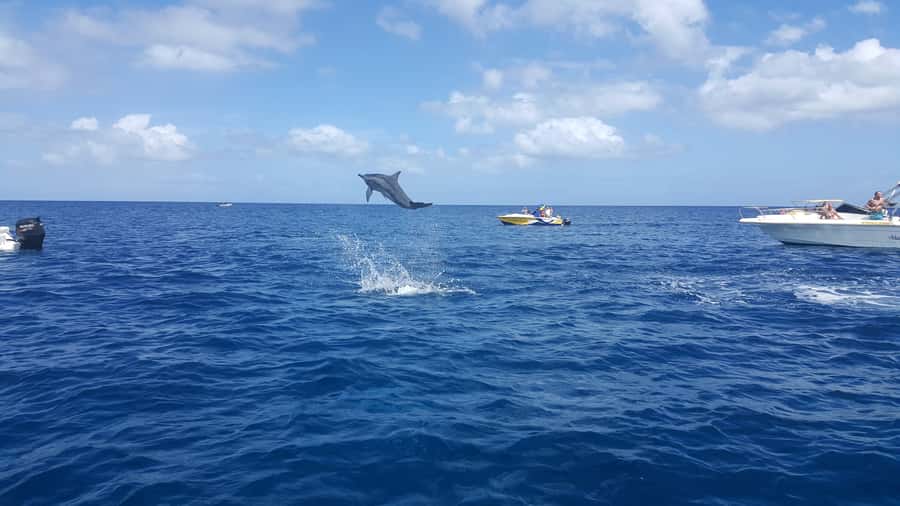 Mauritius: Ocean Swim with Dolphins - Dolphins in their natural setting