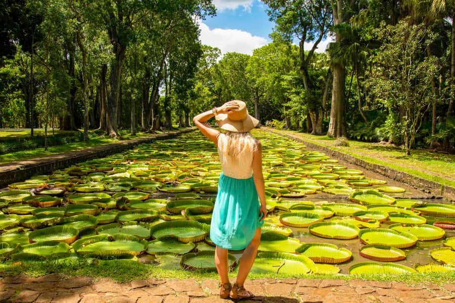 Mauritius: Private Full-Day Iconic Instagram Spots - Pamplemousses Botanical Garden and its giant palms