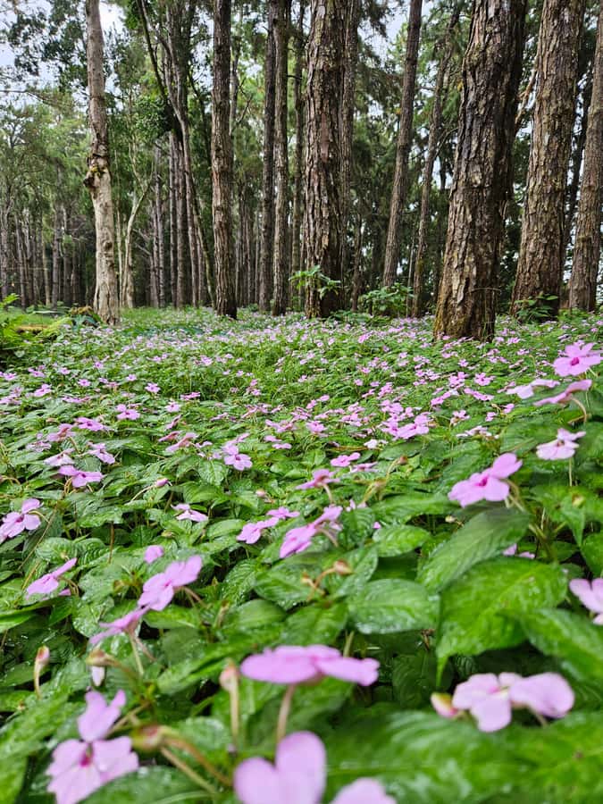 Mauritius: Private Southwest Chamarel Highlights Tour - The optional Chamarel rum distillery