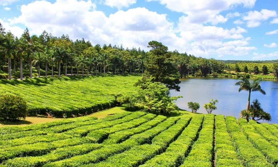 Mauritius: Tea and Sugar Plantation Guided Tour with Lunch - Why this tour is worth a day away from the coast