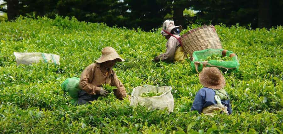 Mauritius: Tea and Sugar Plantation Guided Tour with Lunch - Bois Chéri shows how tea reaches your cup