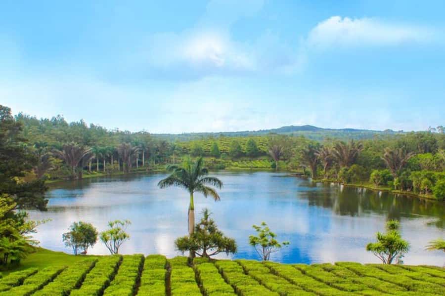 Mauritius: Tea and Sugar Plantation Guided Tour with Lunch - The three-course lunch is part of the cultural lesson