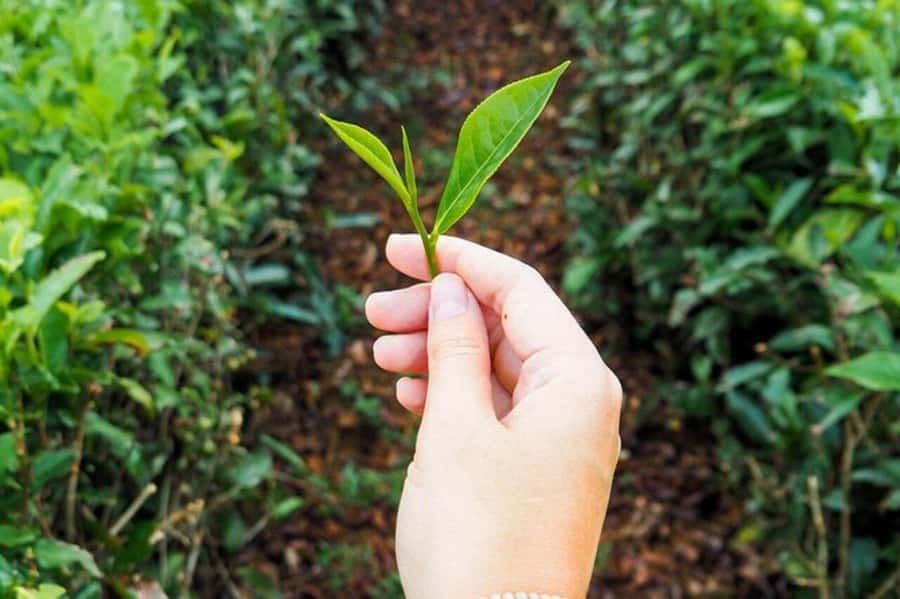 Mauritius: Tea and Sugar Plantation Guided Tour with Lunch - Who should book this Mauritius plantation tour?