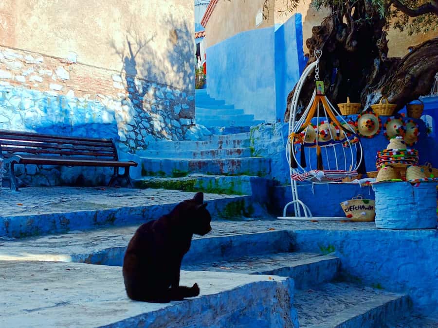 Memorable Day Trip From Fez to Chefchaouen the Blue City - Key points to know before booking