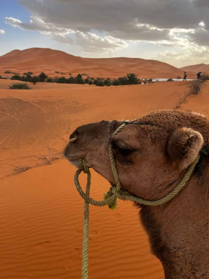 Merzouga Overnight Stay in a Berber Tent and Camel Ride - A Sahara night built around sunset and sunrise