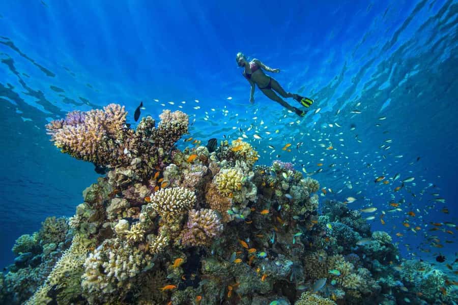 Mnemba from Kendwa & nungwi half day - Who should book this half-day trip