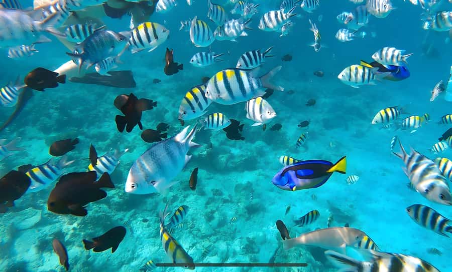 Mnemba Island: Dolphin Swim & Snorkeling with Optional Lunch - At a glance