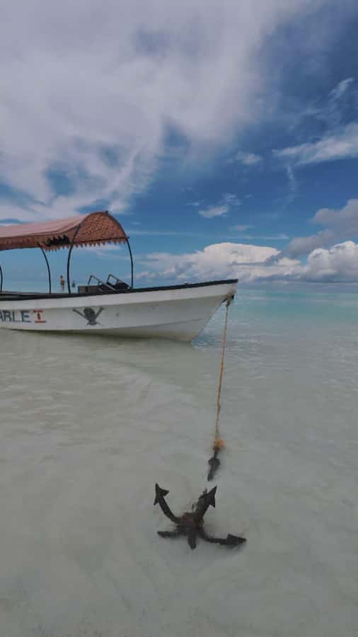 Mnemba Island: Dolphin Swim & Snorkeling with Optional Lunch - Snorkeling beside Mnemba Atoll