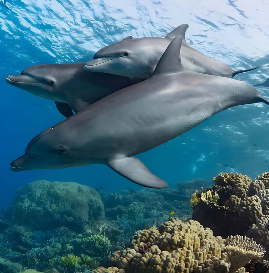 Mnemba Island: Dolphin Swim & Snorkeling with Optional Lunch - What the $21 price really covers