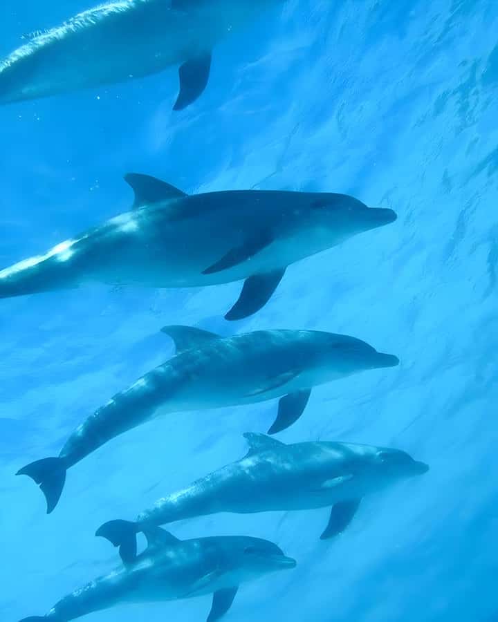Mnemba Island: Dolphin Swim & Snorkeling with Optional Lunch - From your hotel to Muyuni Beach