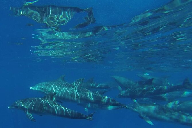 Mnemba Island snorkeling and Swimming with Dolphin - Who should book this tour?