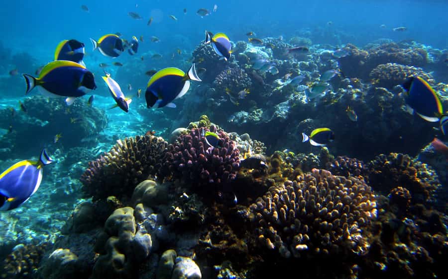 Mombasa: Kisite Park Private Cruise with Breakfast and Lunch - Snorkeling over Kisite’s coral reefs