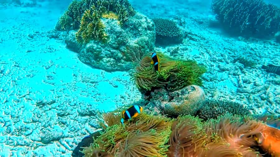 Mombasa: Kisite Park Private Cruise with Breakfast and Lunch - A sandbank break in the middle of the sea