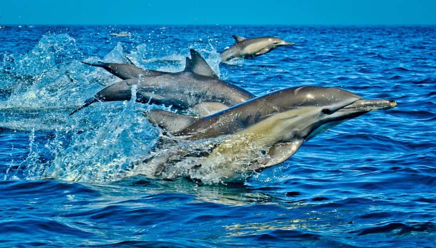 Mombasa: Kisite Park Private Cruise with Breakfast and Lunch - The road south from Mombasa or Diani