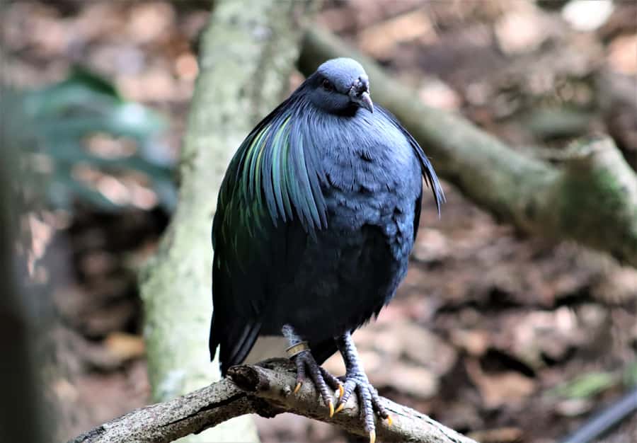 Monkeyland, Birds of Eden, Jukani - Animal Sanctuaries - Birds of Eden: a 1.2-kilometer walk under one giant canopy