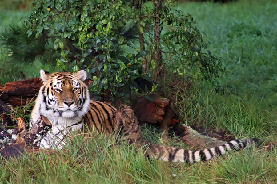 Monkeyland, Birds of Eden, Jukani - Animal Sanctuaries - Jukani: rescued predators and a more managed setting