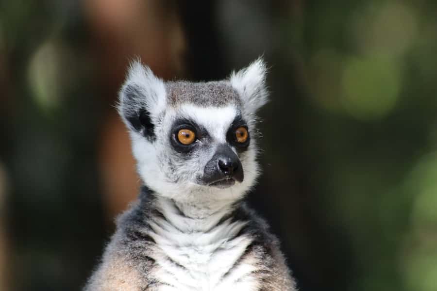 Monkeyland, Birds of Eden, Jukani - Animal Sanctuaries - How to plan one day or three
