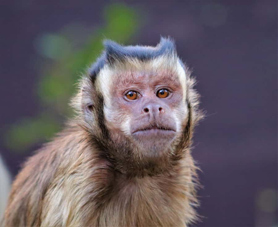 Monkeyland, Birds of Eden, Jukani - Animal Sanctuaries - Walking, access, and what to pack