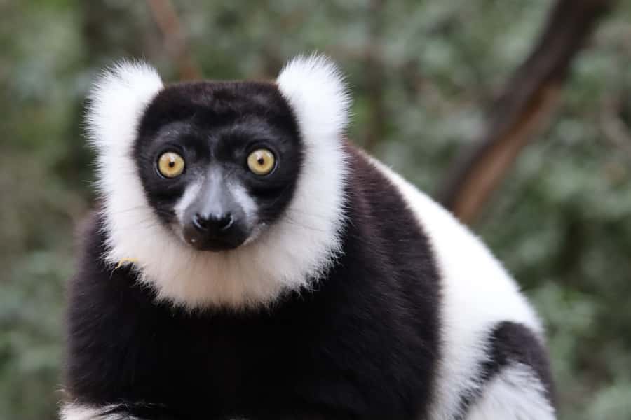 Monkeyland, Birds of Eden, Jukani - Animal Sanctuaries - Booking, languages, and value