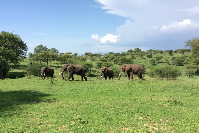 Multi-Day Tanzania Odssey Safari from Arusha - Day 3 inside Ngorongoro Crater