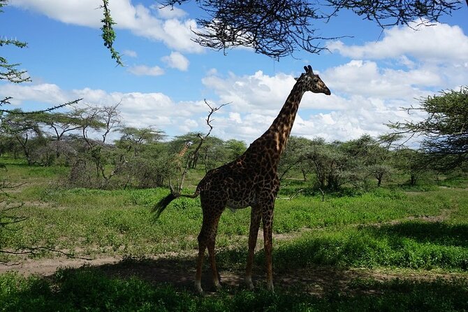 Multi-Day Tanzania Odssey Safari from Arusha - The guide can make or break the safari