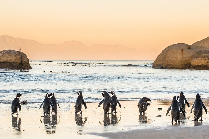 MUST DO: Boulders Beach & Cape Point Full Day Tour #1 Rated - Why this is a smart first day in Cape Town