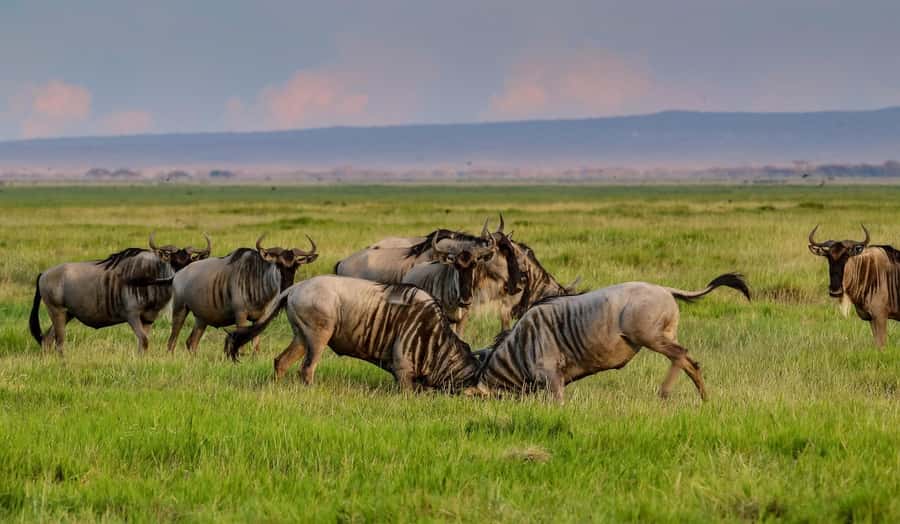 Nairobi: Day Tour to Amboseli National Park & Maasai Village - Key points to know before booking