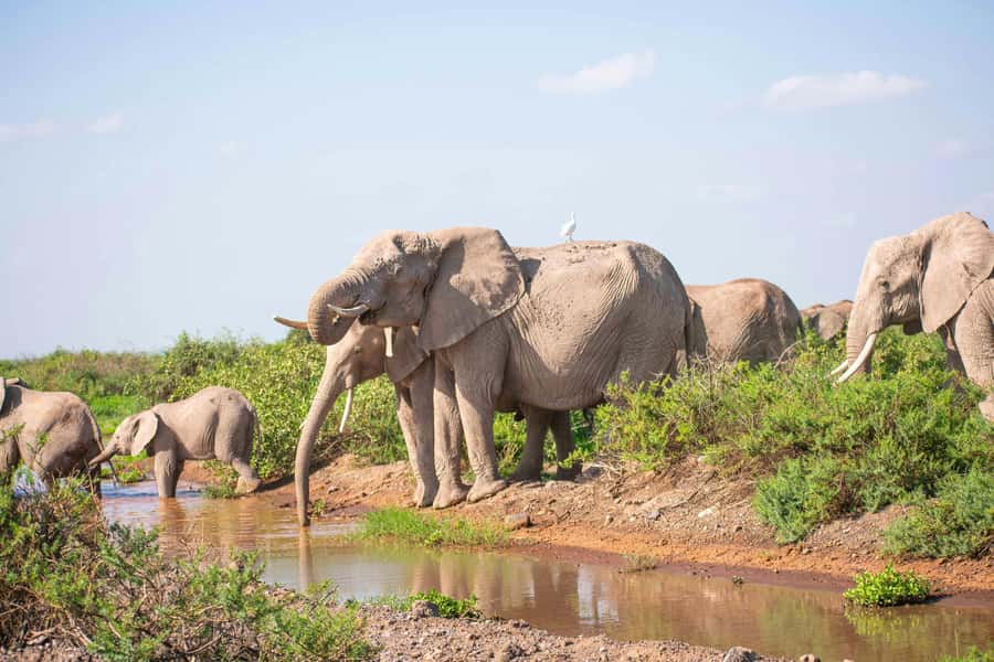 Nairobi: Day Tour to Amboseli National Park & Maasai Village - Why Amboseli makes a strong one-day safari
