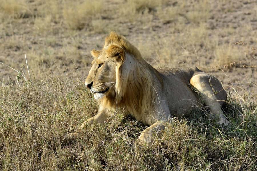 Nairobi: Day Tour to Amboseli National Park & Maasai Village - Five hours among Amboseli’s elephants