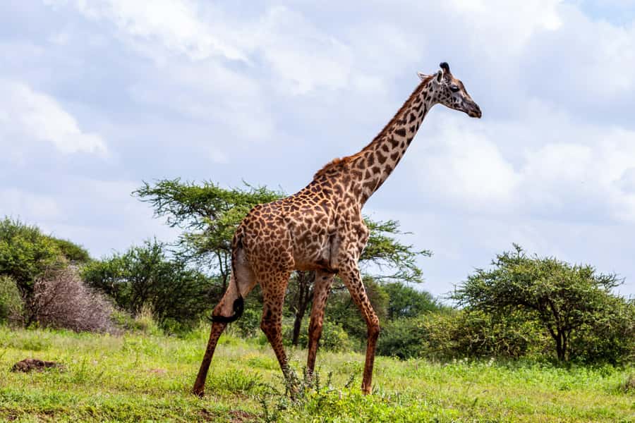 Nairobi: Day Tour to Amboseli National Park & Maasai Village - Lunch is a practical pause, not a highlight for everyone