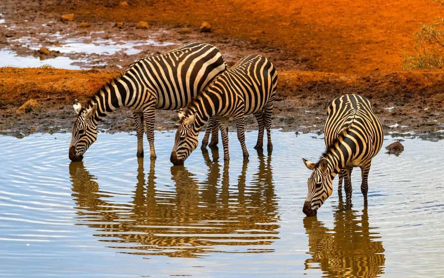 Nairobi: Day Tour to Amboseli National Park & Maasai Village - Meeting a Maasai community after the safari