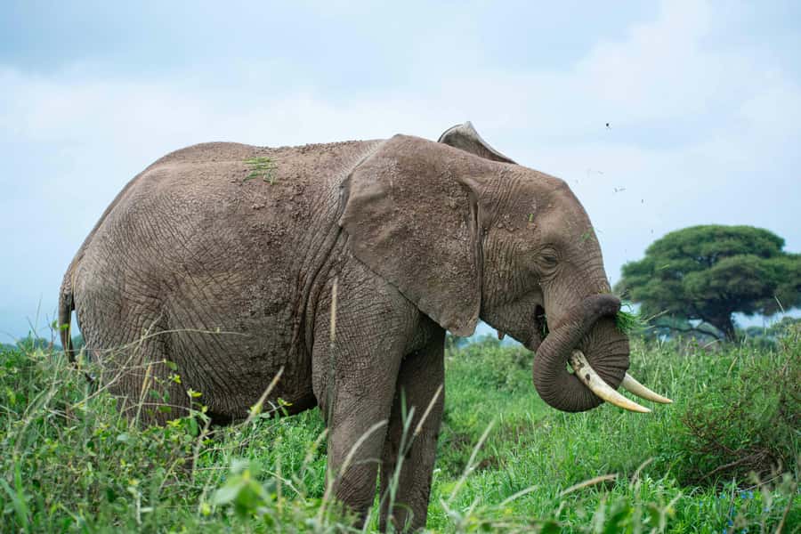 Nairobi: Day Tour to Amboseli National Park & Maasai Village - What the price really means