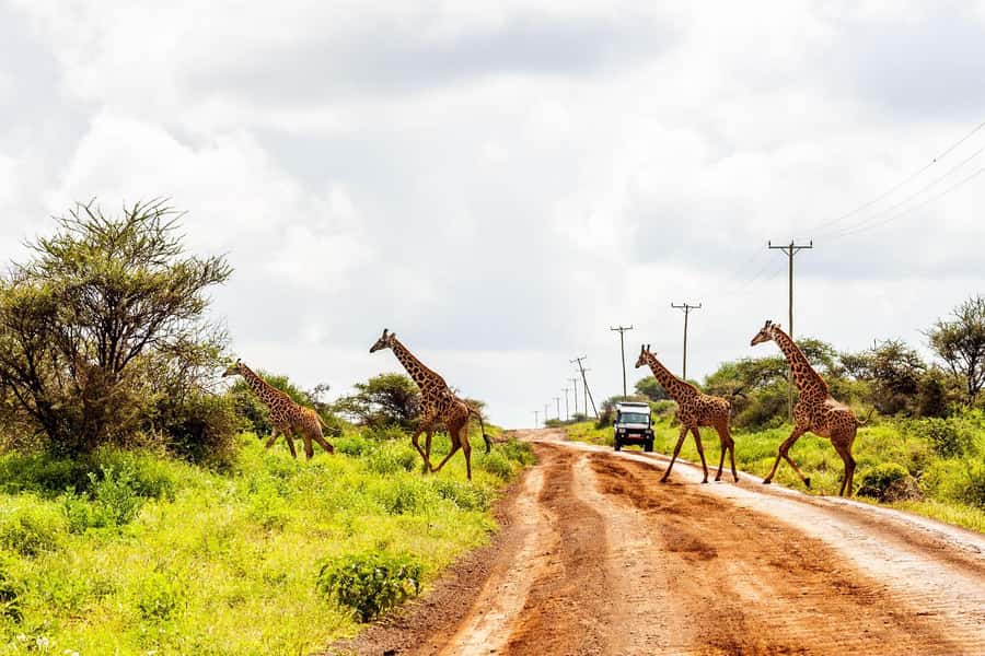Nairobi: Day Tour to Amboseli National Park & Maasai Village - Final verdict: book it for elephants, not guarantees