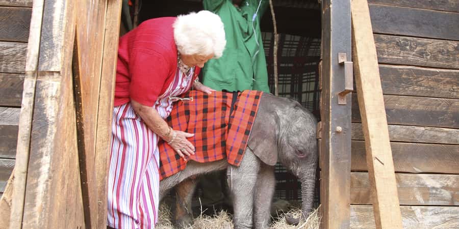 Nairobi: Elephant Sanctuary and Giraffe Center Day Tour - Key points to know before booking