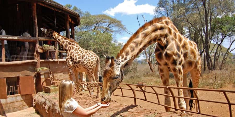 Nairobi: Elephant Sanctuary and Giraffe Center Day Tour - Why this tour works well in Nairobi