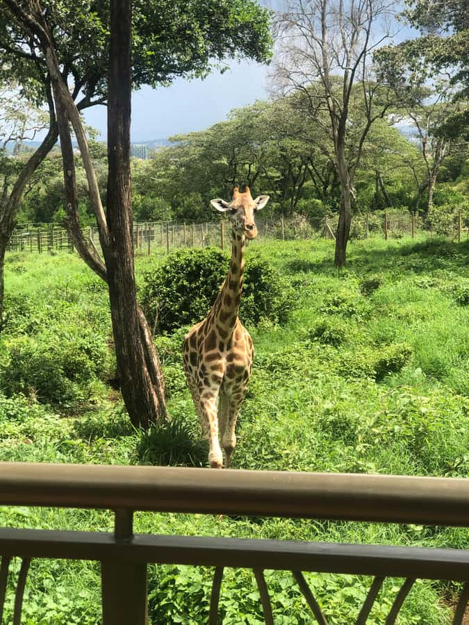 Nairobi: Elephant Sanctuary and Giraffe Center Day Tour - Feeding Rothschild giraffes at the Giraffe Centre