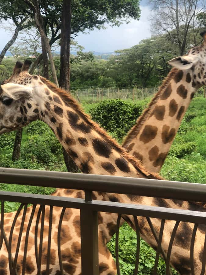 Nairobi: Elephant Sanctuary and Giraffe Center Day Tour - The guides make the biggest difference