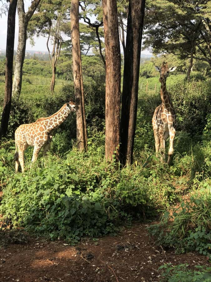 Nairobi: Elephant Sanctuary and Giraffe Center Day Tour - Practical advice for a smoother visit