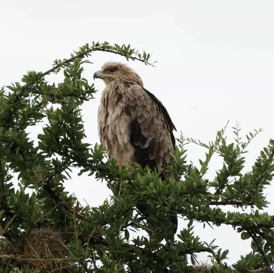 Nairobi: Hell's Gate National Park and Lake Naivasha Tour - Why this Nairobi day trip works so well